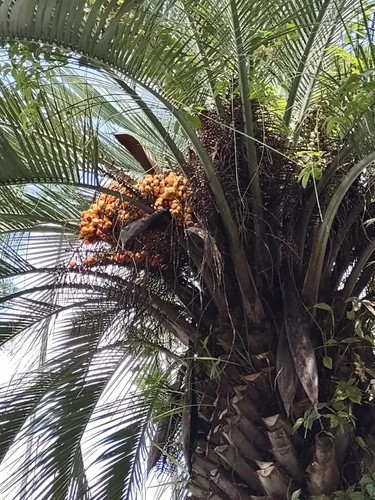 Pindo palm seeds - pindo,