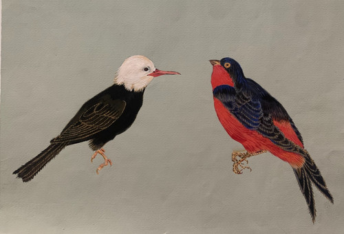 Superbe dessin gouache - superbe,