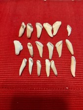 lot dents de sanglier pour