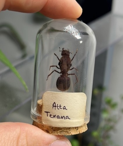 Spécimens fourmis reine - spécimens,