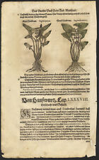 1590 Planche gravure aquarellée Sagittaire Sagittaria Plante Herbier Botanique