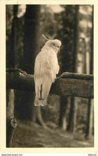 Animaux - Oiseaux - Cacatoès