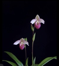Phragmipedium Cardinale Pink