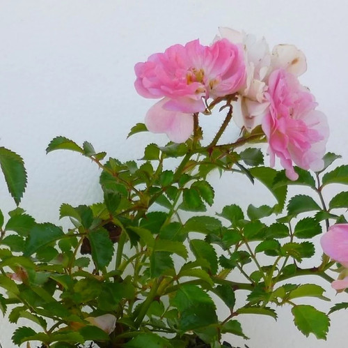 Rosa pablito rosier nain - -,