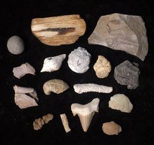 Fossil Collection 14 Piece
