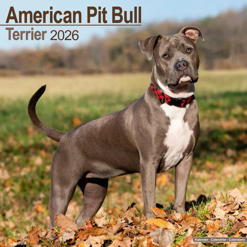 Calendrier 2026 american pit - calendrier,