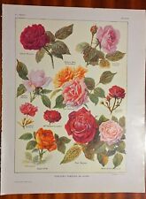 1921, Quelques variétés de ROSES planche couleur LAROUSSE AGRICOLE