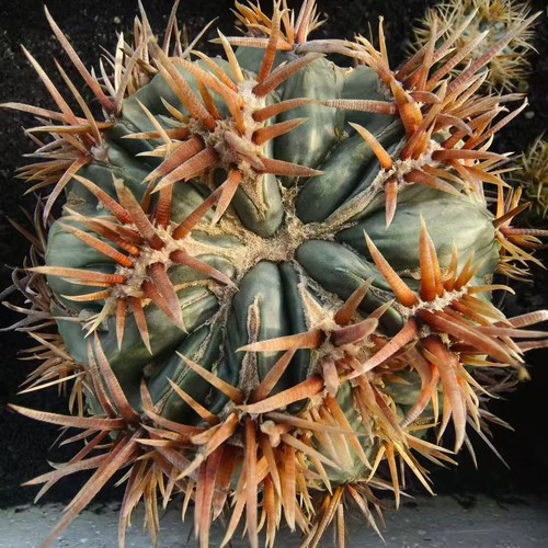 Rare cacti echinocactus - rare,