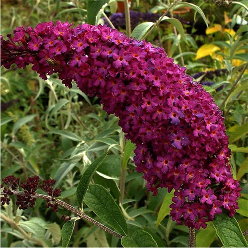 Buddleia davidii royal - buddleia,