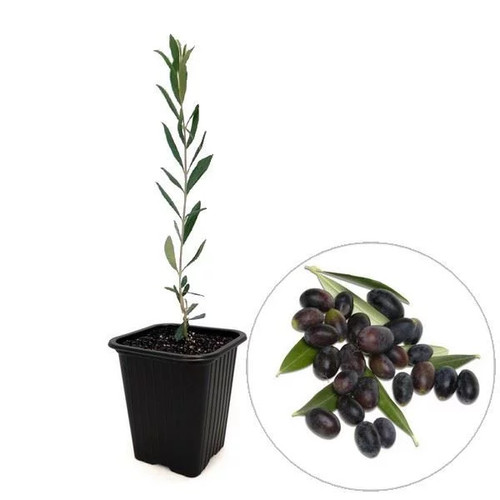 Olea europaea caillette - olea, 'caillette'