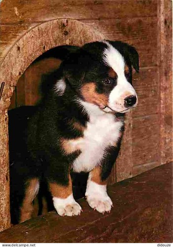 Carte postale animaux - postale,