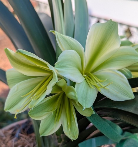 One clivia miniata seedling - clivia,