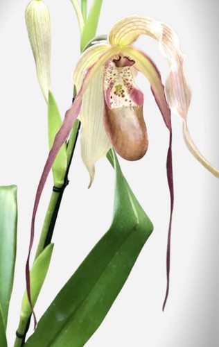 Phragmipedium leslie garay - leslie,
