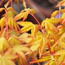 Erable japon acer - du,