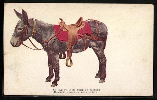 Carte postale âne avec selle