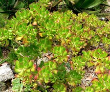 Sedum dendroideum rare - sedum,