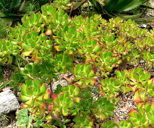 Sedum dendroideum rare - dendroideum, (rare