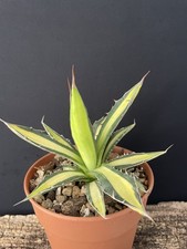 BOG&RARE Agave Horrida
