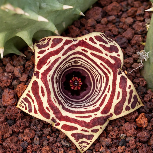 Huernia hybrid phyton - hybrid, cv