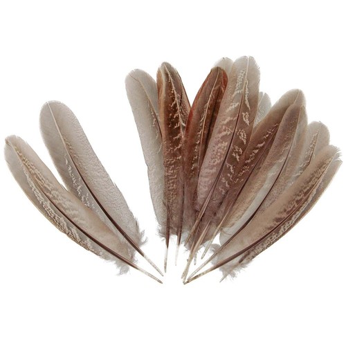 Plumes faisan commun 15 - plumes,