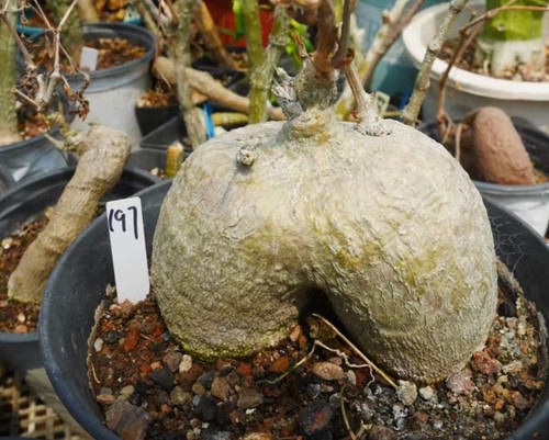 Rare cacti plant adenia - rare,