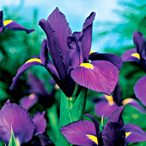 Iris bulbes fleurs - iris, à