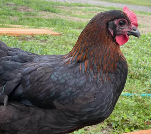 French black copper - french,