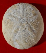 OURSIN FOSSILE ÉOCÈNE DE LA