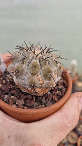 Copiapoa cinerea taltal jamais - copiapoa,