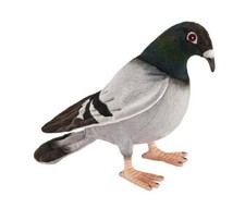 Hansa Toy 6299 Pigeon Voyageur