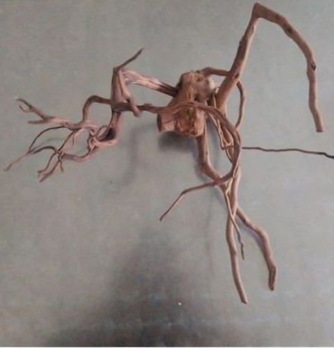 Racine araignée 30 - racine, 40*30