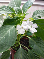 Impatiens goutte de sang
