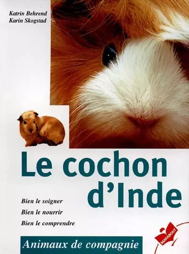 Cochon inde katrin - le, d'inde,