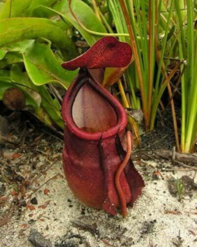 Nepenthes rowanae plante - nepenthes,