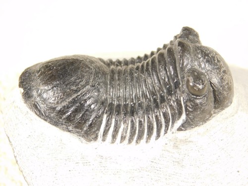 Larger 440 million year - 440,