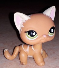 Petshop chat europeen 525