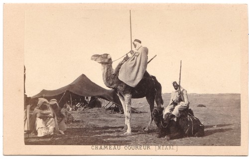 Chameau meari campement - chameau,