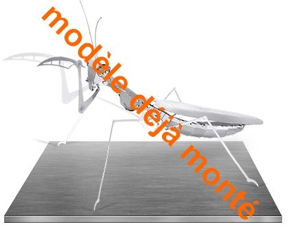 Modèle monté mante - modèle,