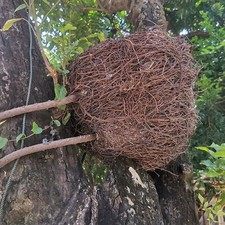Cabane oiseaux décoration - , À