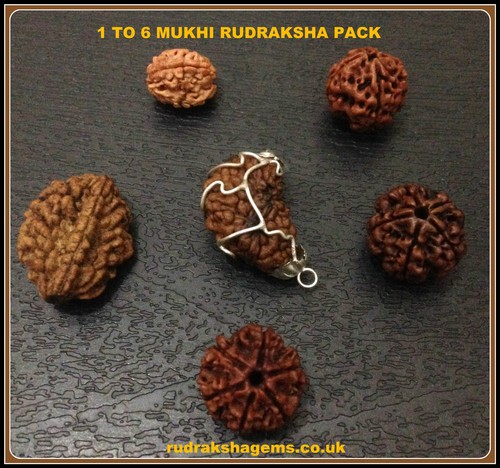 Original rudraksha 4 - original,