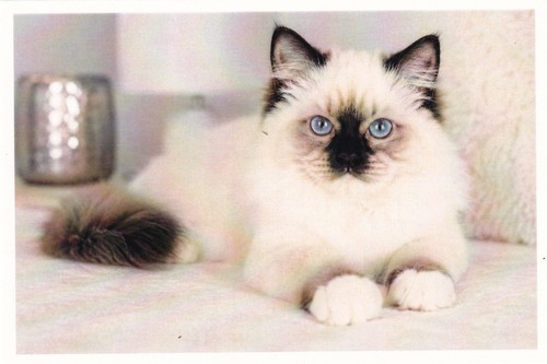 Carte postale chat sacré - carte,