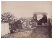 Portugal, île de Madère, Voiture tiré par des buffles, Vintage print, ca.1880 Ti