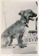 Photo WW2 Militaire