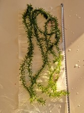 LOT DE 5 ELODEE DENSEA - VRAIE PLANTE AQUATIQUE AQUARIUM FACILE DEBUTANT