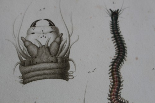 Annelides gravure règne - gravure,