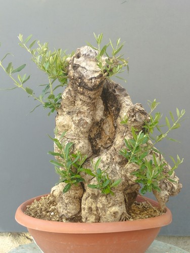 Bonsaï olivier 30 cm - 40, x