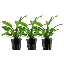 Aquarium Plante 3 Pièces