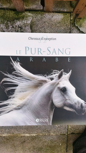 Pur sang arabe chevaux - le, pur-sang