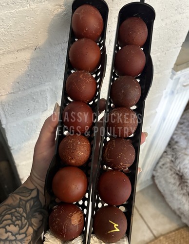 Super dark black copper - dark,