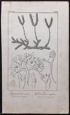 1846 - Lycopode à massue - Gravure ancienne (Botanique) - Lycopodiacées